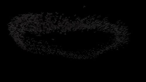 Bat