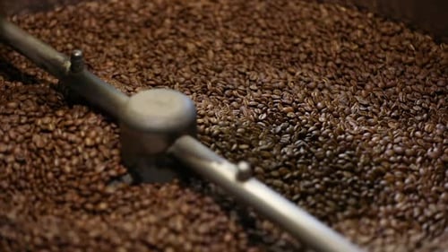 Coffee Beans Spin in Industrial Roasting Machine