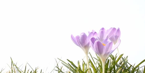 Blooming Purple Crocus Flowers in the Springtime