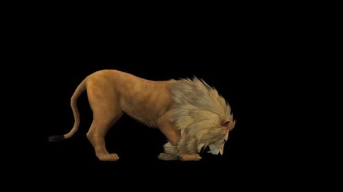 Lion Eat 2