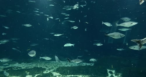Beautiful Fishes of Different Sizes Swimming in an Aquarium
