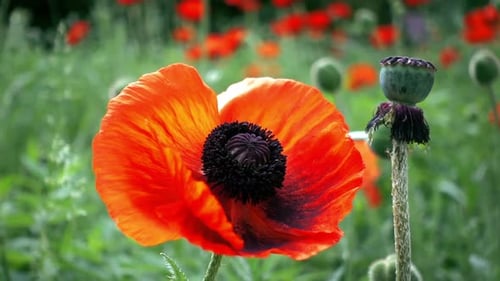 Blooming Red Poppies in a Sunny Green Field