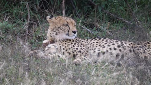 Gepard ruht unter einem Busch