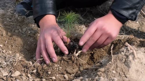 Planting Tree