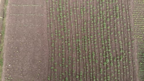 Agricultural field. Rural field. Green planted farmland