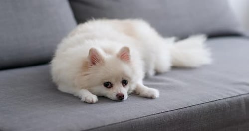 Dog Lying on Couch Relaxing at Home