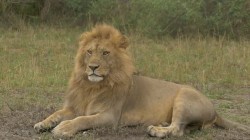 Male lion lying down