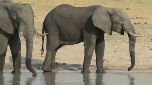 African elephants drinking at waterhole