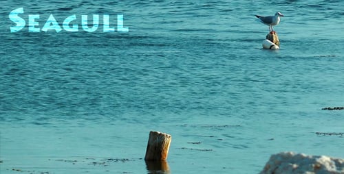Seagull Perched Tranquilly on Wooden Piling in Ocean
