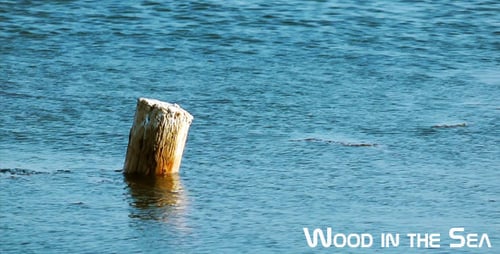 Wood In The Sea