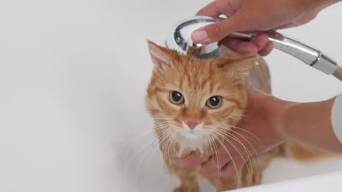 Orange Tabby Cat Getting a Bath