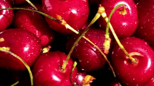 Close Up of Fresh Red Cherries with Stems