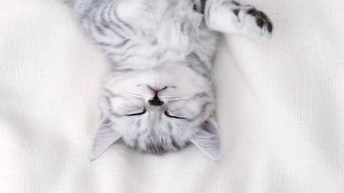 Cute Kitten Sleeping on White Blanket Close Up