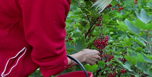Harvesting Ripe Red Currants in a Green Garden