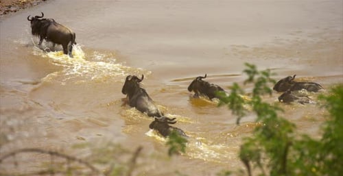 Wildebeest Crossing a River
