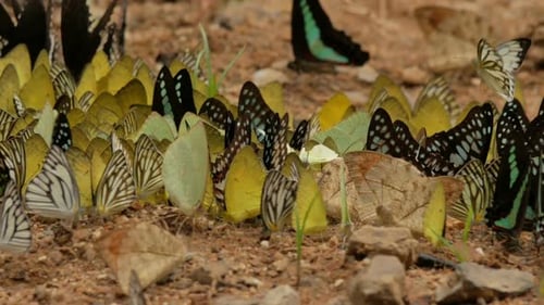 Butterflies Flying