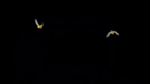 American Manakins - Two Birds - Flying Around - Transparent Loop