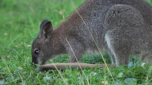 Bennetts Baumkänguru frisst Gras. Dendrolagus Bennettianus weidet auf der Wiese. Zeitlupe.