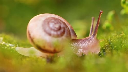 Primer plano de un caracol que se arrastra lentamente bajo la luz del sol del atardecer.