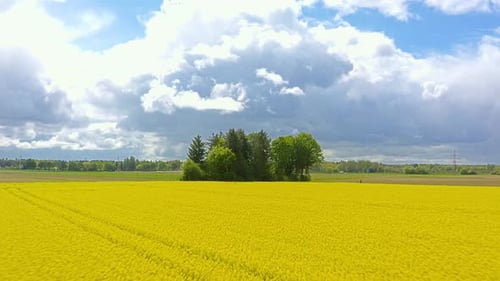 Beautiful summer day with the view over a bright yellow rapeseed field and flying over a group of gr