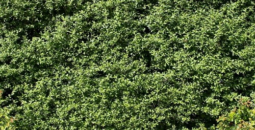 Hedge