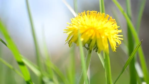 Dandelions in the Spring 4
