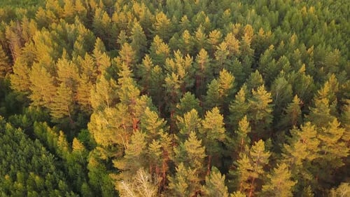 Wald bei Sonnenuntergang