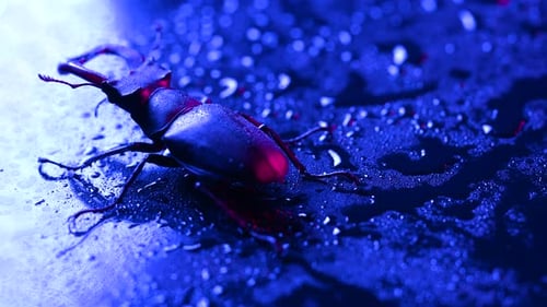 Close Up of Stag Beetle on Wet Surface