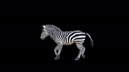 4K Zebra Run
