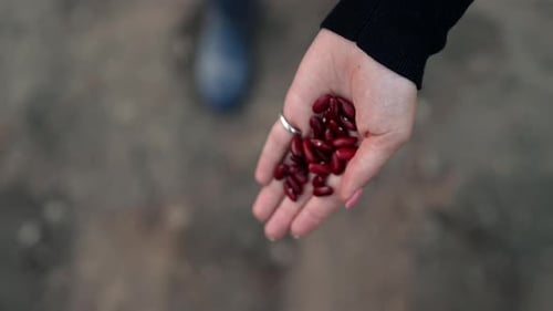 Woman Farmer Planting Raw Red Kidney Beans Seeds in Vegetable Garden Soil at Springtime