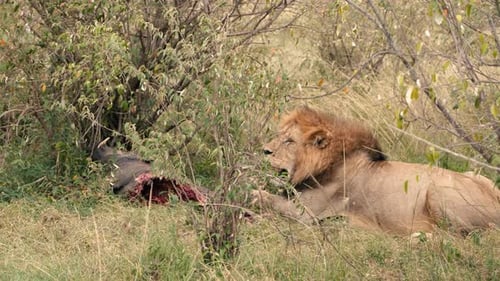 Lion Lying near Prey in the Wild