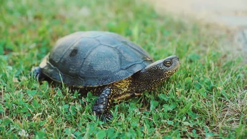 Dekorative Schildkröte von gelber und schwarzer Farbe kriecht durch den Weg im Park