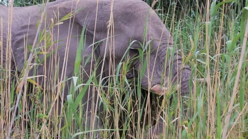 Elephant Eating Grass in Natural Habitat