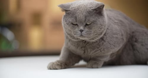 Beautiful Grey Cat Resting Calmly Indoors