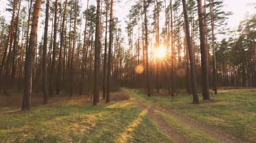 Beautiful Sunrise Sun Sunshine In Sunny Spring Coniferous Forest