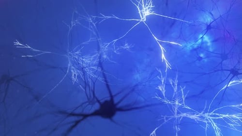 Animation of the Activity of Neurons and Synapses