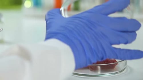 Gloved Hand with Tweezers Picks up Meat in Lab