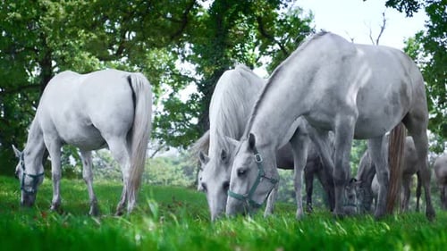 Horses