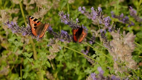 Beaux papillons fritilaires des prés bougeant leurs ailes de haut en bas dans le jardin