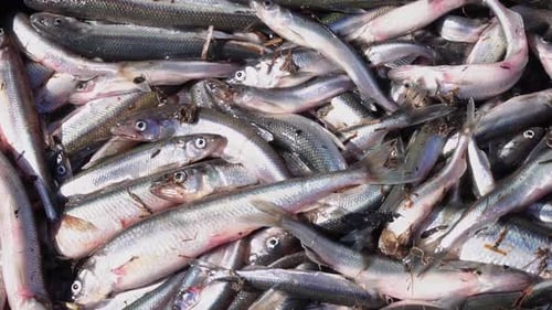 Peixe pequeno recém-capturado em uma caixa pulando e se movendo perto câmera lenta foco seletivo fresco