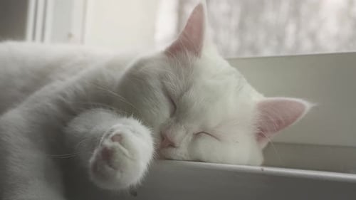 Cute White Cat Sleeping by Window Indoors