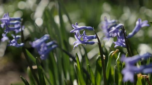Winzige Hyacinthus Orientalis Frühlingszwiebeln 4K 2160p 30fps UltraHD-Aufnahmen - Lila und Blau duftend