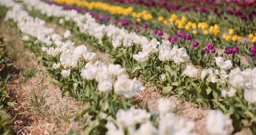 Blooming Tulips on Flowers Plantation Farm