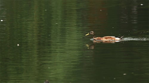 Brown Duck Swimming in Pond Water