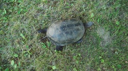Schildkröte mit Schwanz krabbelt im Gras