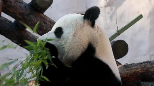 Panda Bear Eating Bamboo in Nature