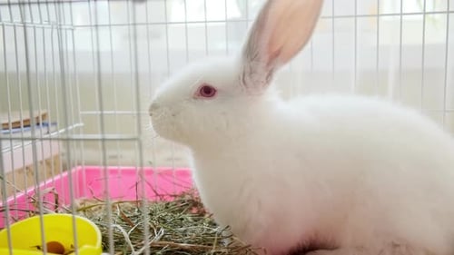 Fluffy White Rabbit Sitting in Cage