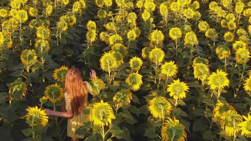 Drone View of Girl Running on Yellow Sunflower Field