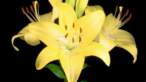 Lily Flower Blooming in Time Lapse on Black