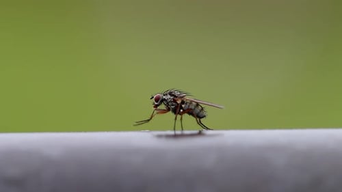 A fly cleaning itself while perched on farm gate. Wales. UK